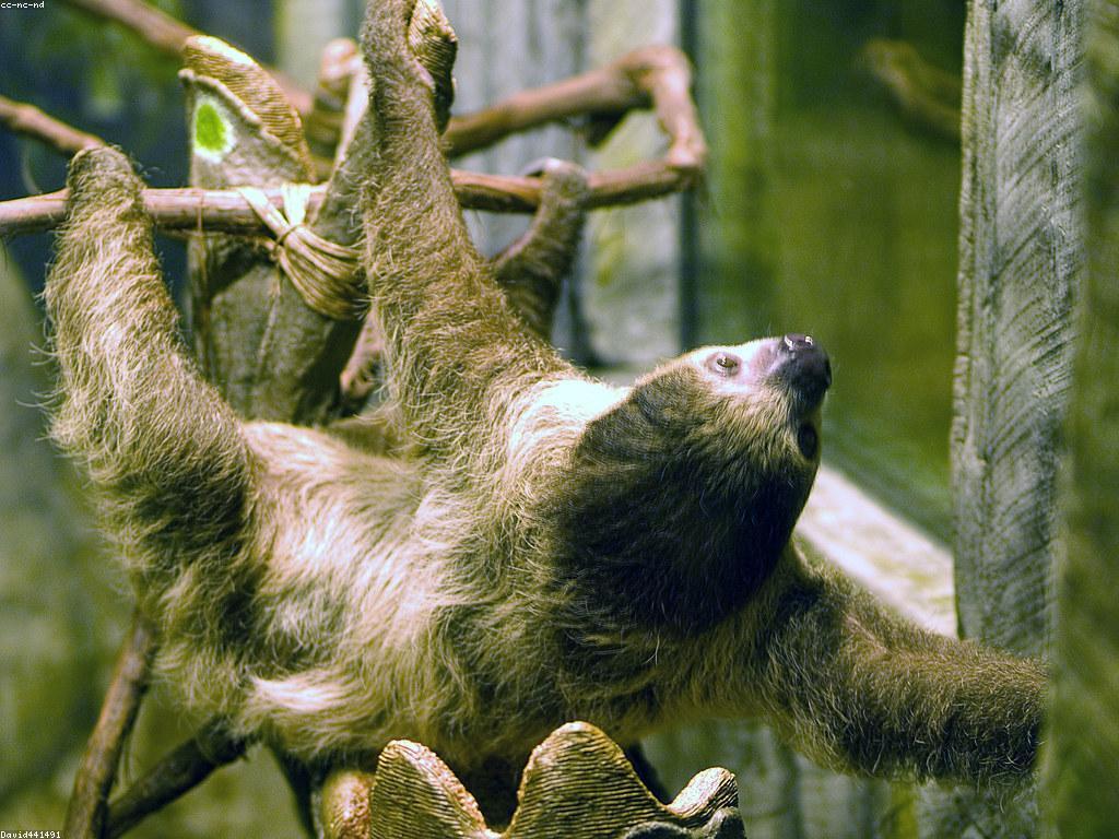 ការបង្ហាញស្លុត: អ្វីទៅនិងវិធីប្រើប្រាស់